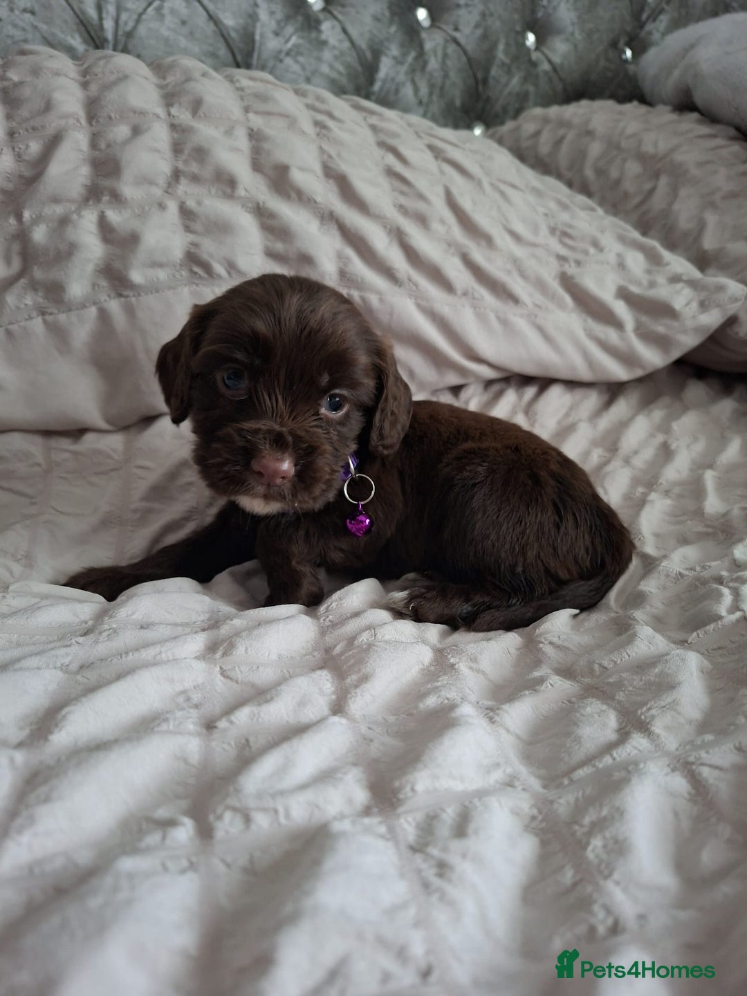 Cocker Spaniel dogs for sale: Stunning cocker spaniels for sale - Image 25