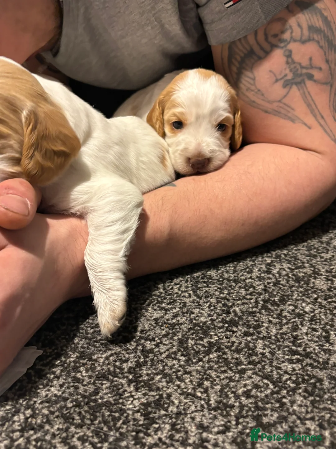 Cocker Spaniel dogs for sale: Cocker spaniel puppies  in Rotherham - Advert 14