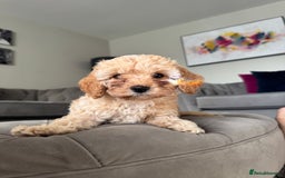 Cavapoo dogs for sale: Cavapoo puppies ready in 1 week! 2 girls left! in Brierley Hill - Image 2