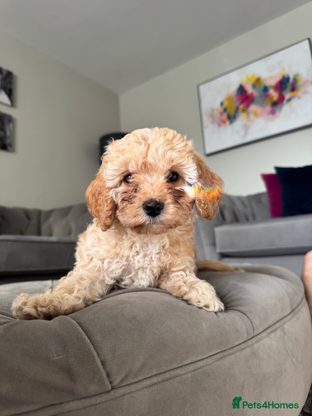 Cavapoo dogs for sale: Cavapoo puppies ready in 1 week! 2 girls left! in Brierley Hill - Image 2