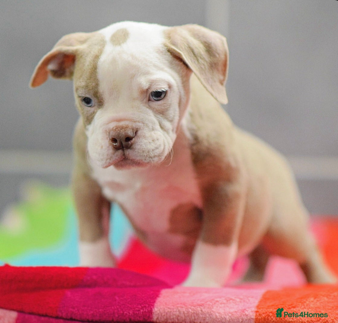 Old Tyme Bulldog dogs 5⭐️RATED COUNCIL APPROVED💥LICENSED 23 YEAR EXPERT - Advert 10