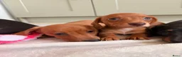 Miniature Dachshund dogs for sale: Pra clear mini dachshunds  - Advert 34