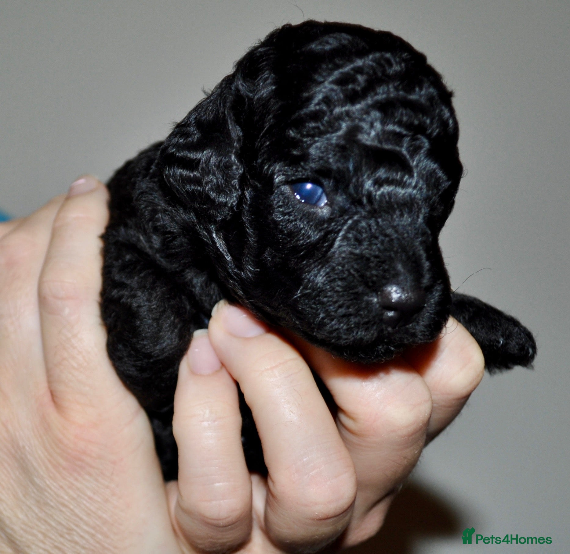 Toy Poodle dogs Purebred Toy Poodles 🐾 - Advert 2