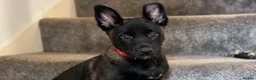 Belgian Shepherd Dog dogs for sale: Stunning Belgian Malinois Puppies  - Advert 11