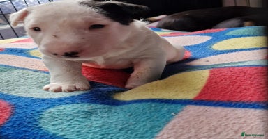Mixed Breed dogs - Advert 15