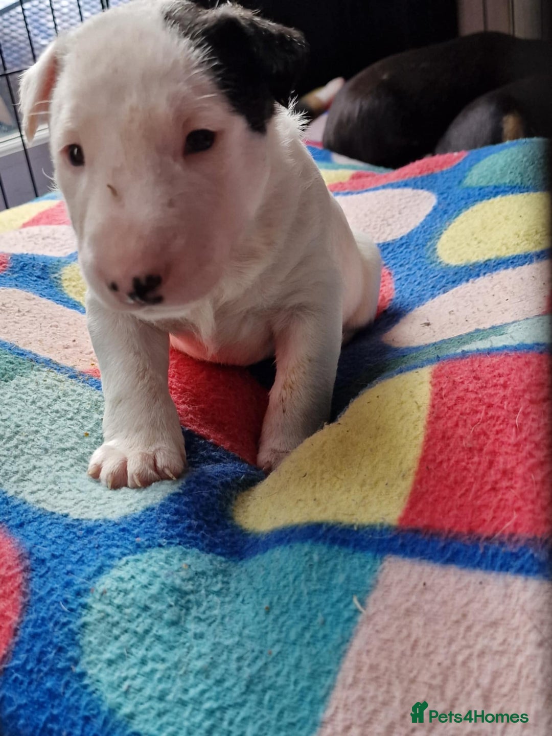 Mixed Breed dogs for sale: Beautiful pups 6 Males - Image 2