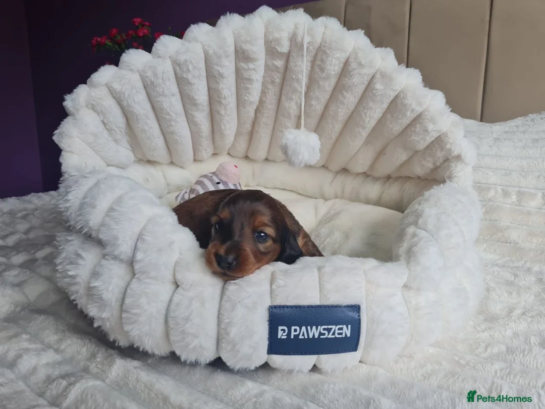 Miniature Dachshund dogs for sale: Beautiful Miniature Dachshund puppies in Edinburgh - Advert 2