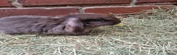 Mini Lop rabbits for sale: ** mini lops ready now ** - Advert 16