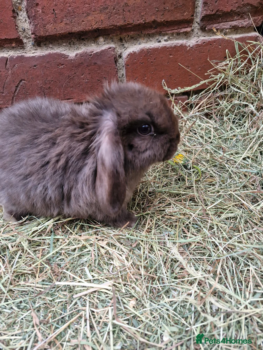 Mini Lop rabbits for sale: ** mini lops ready now ** - Advert 16