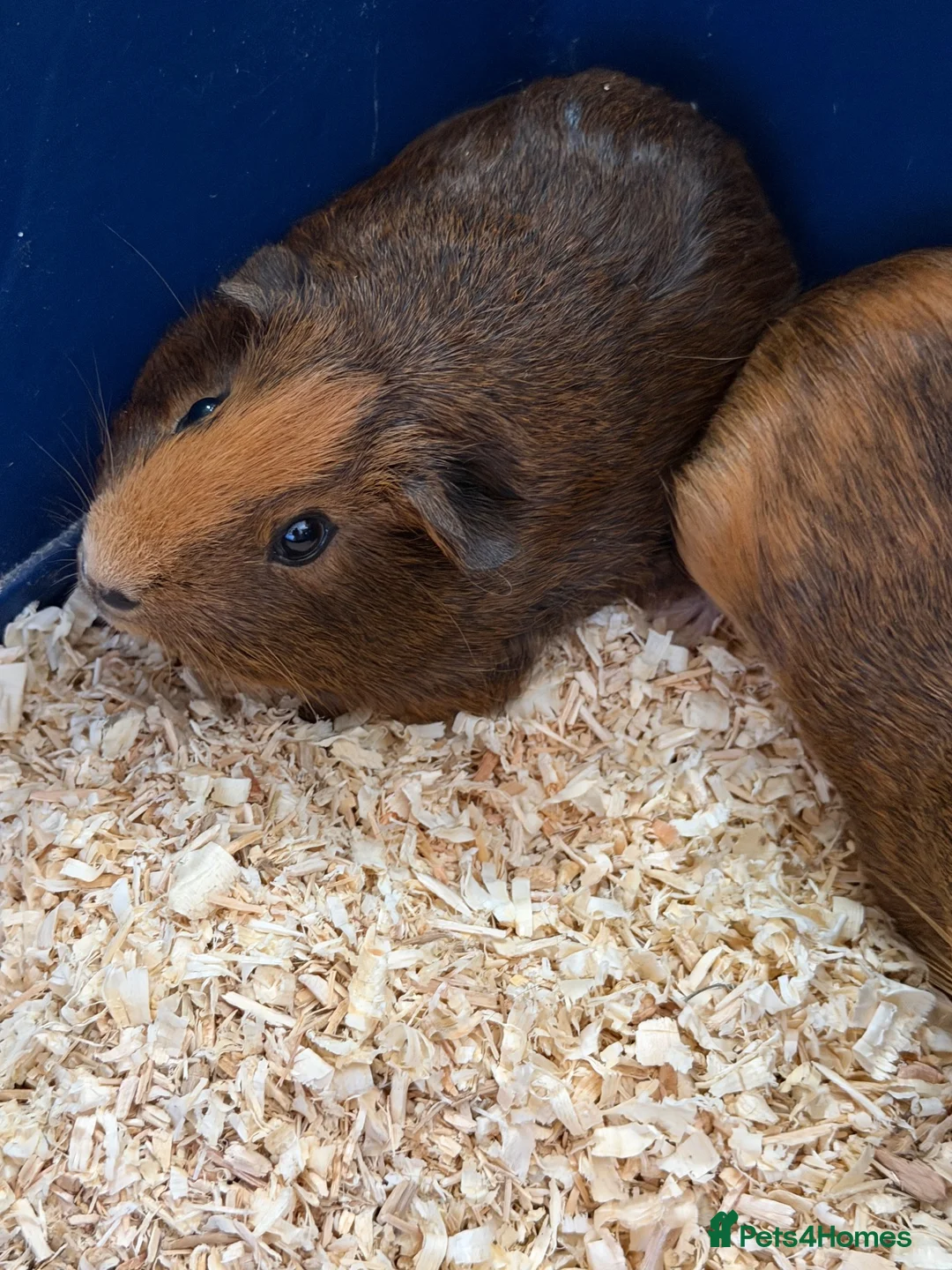 Guinea Pig rodents for sale: Baby guinea pigs  - Advert 4