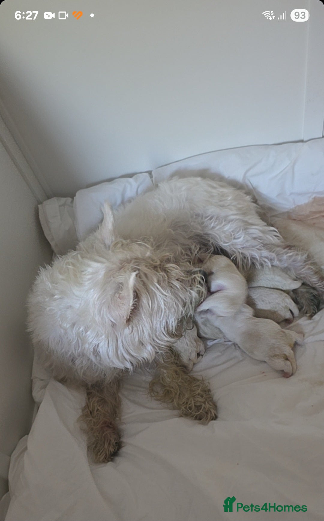 West Highland Terrier dogs for sale: West Highland Terrier's, Good pedigree  - Image 9