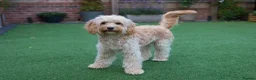 Cockapoo dogs for sale: 2 left* Adorable Cockapoo babies - apricot & merle - Advert 34