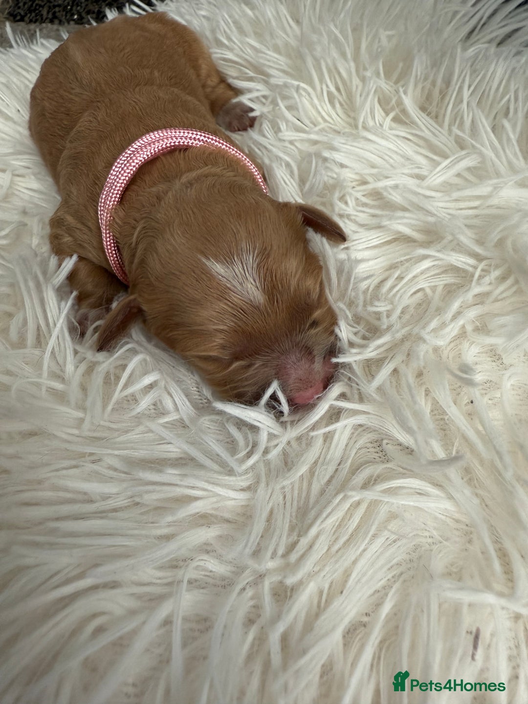 Mixed Breed dogs for sale: Cavapoochon Puppies  - Image 11