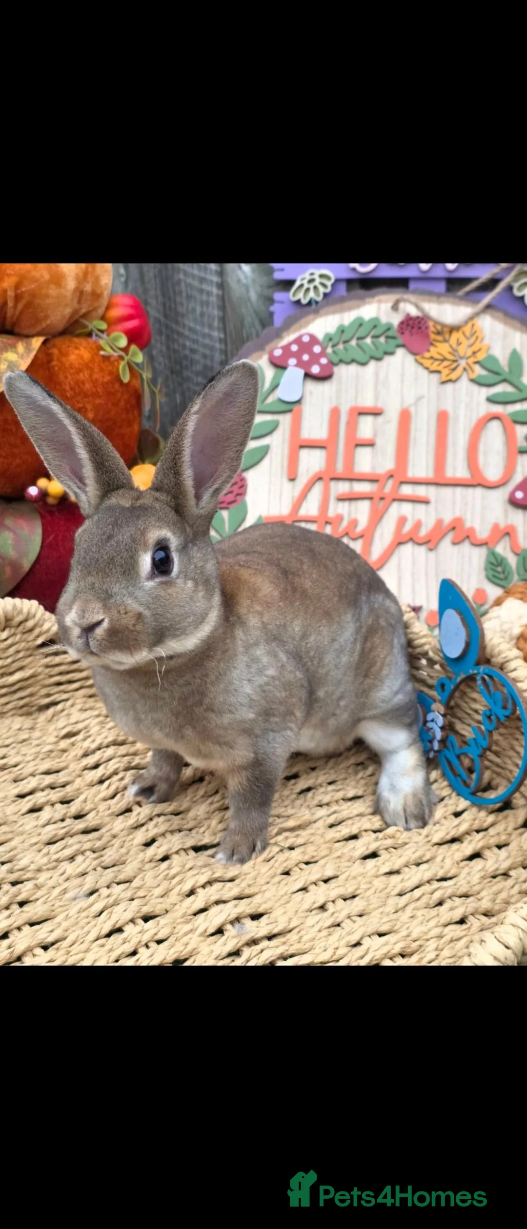 Rex rabbits for sale: Castor buck mini rex  - Advert 1