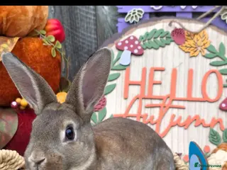 Rex rabbits Castor buck mini rex - Advert 1