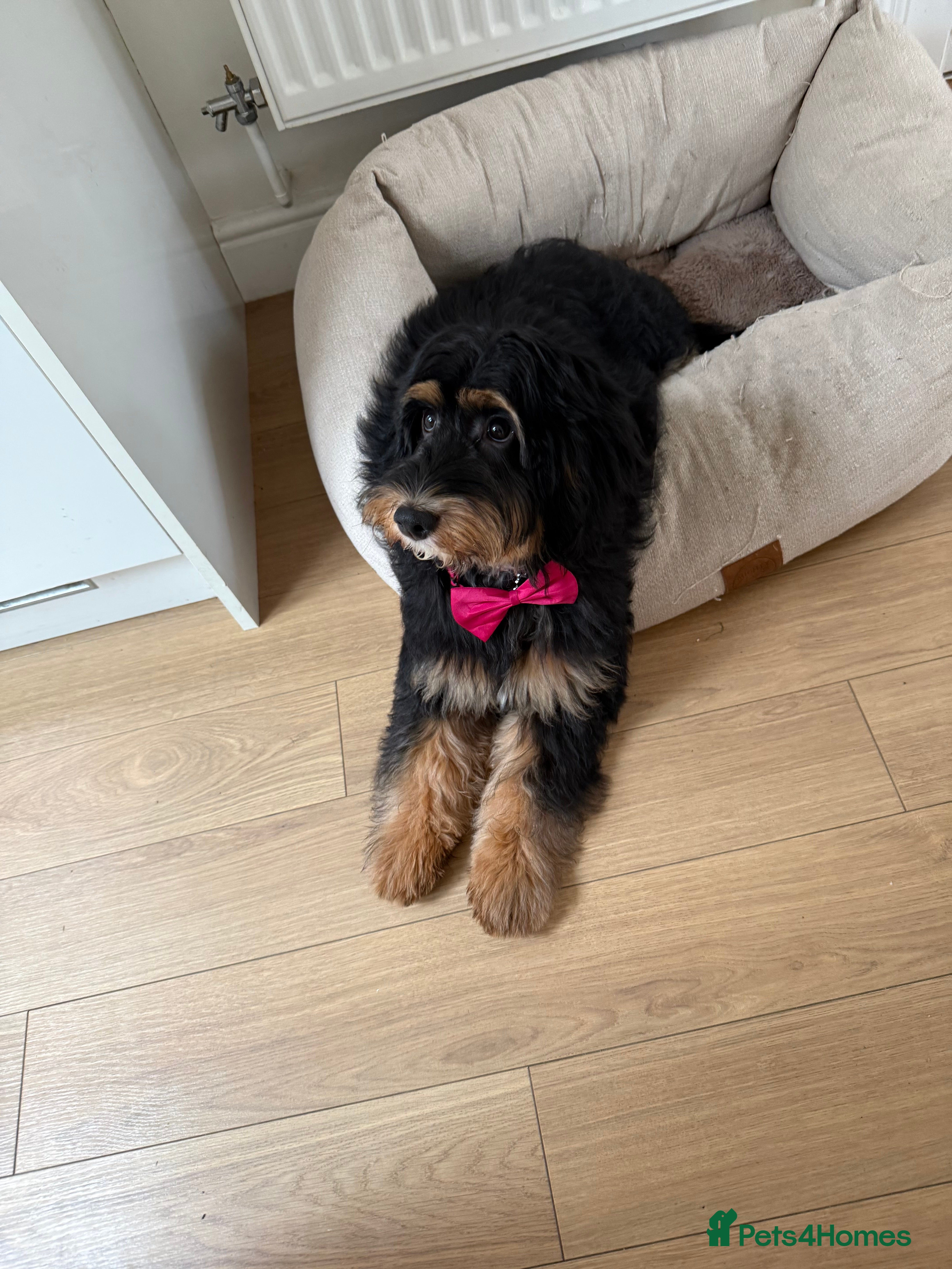 Mixed Breed dogs 6 month old puppy dog cross cockapoo black tan  - Advert 2