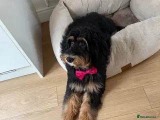 Mixed Breed dogs 6 month old puppy dog cross cockapoo black tan - Advert 2