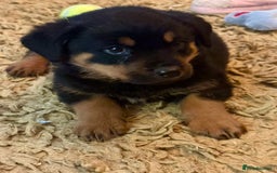 Rottweiler dogs for sale: Stunning chunky big boned Rottweiler puppies - Advert 10