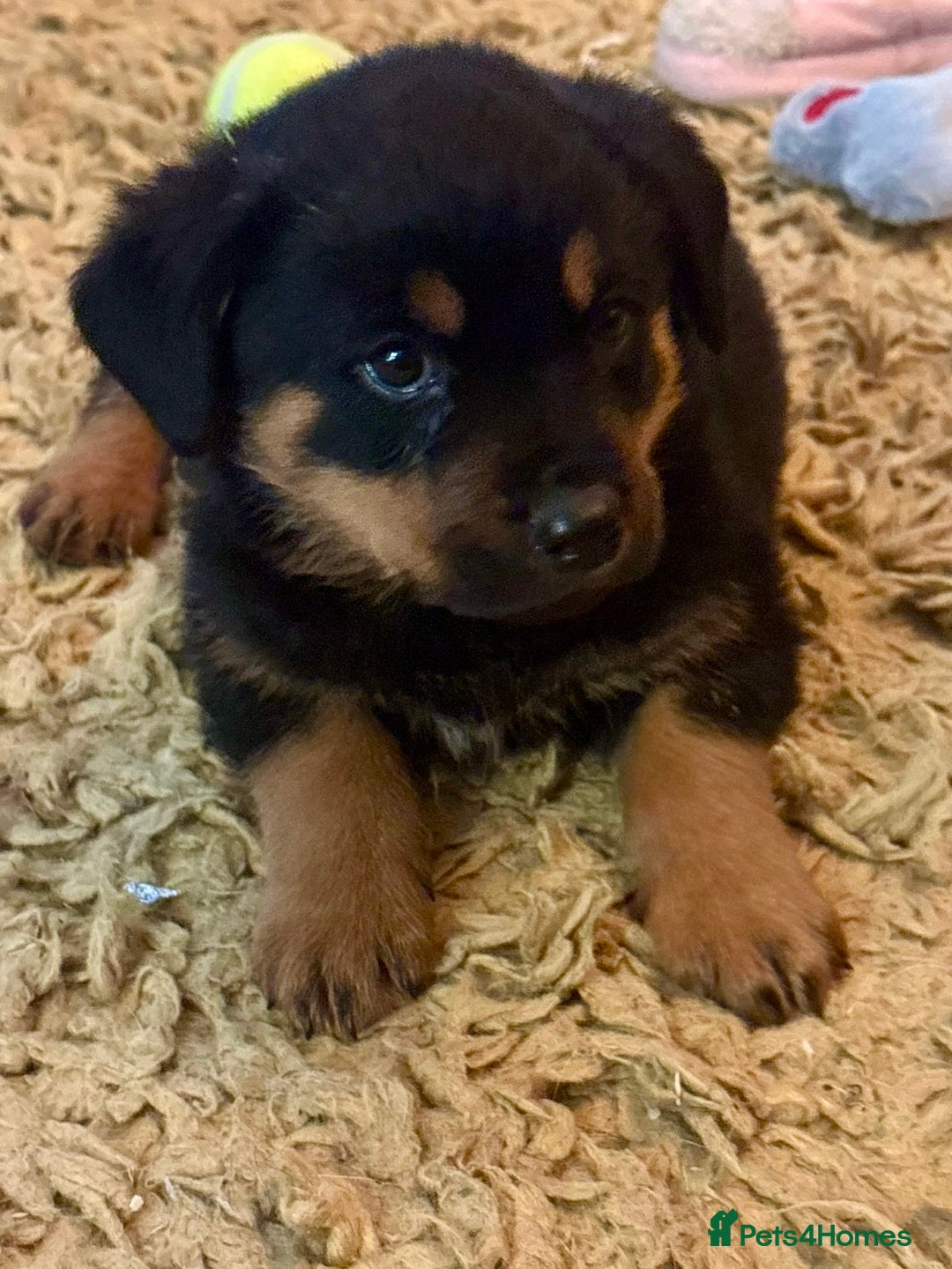 Rottweiler dogs for sale: Stunning chunky big boned Rottweiler puppies - Advert 10