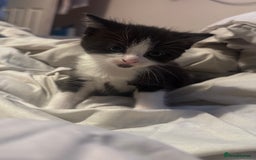 Maine Coon cats for sale: Mainecoon cross ragdoll - Image 1