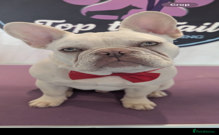 French Bulldog dogs - Advert 1