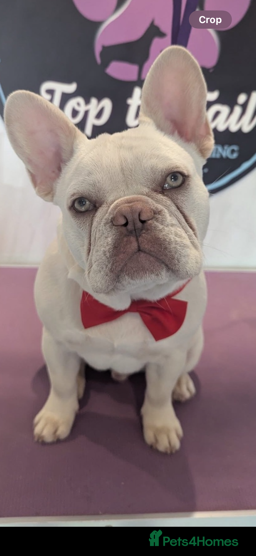 French Bulldog dogs for stud: White French bull dog blue eyes for stud  - Image 1