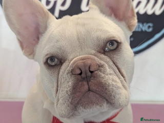 French Bulldog dogs - Advert 10