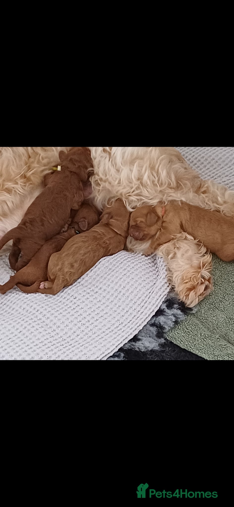 Cavapoo dogs HEALTH TESTED PARENTS. ETHICAL,STRUCTURED BREEDING - Advert 2