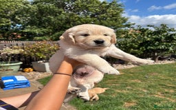 Golden Retriever dogs for sale: Ready now - Golden Retriever Puppies  - Image 10