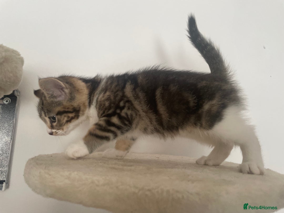 Mixed Breed cats for sale: Gorgeous tabby kittens are looking for new home  - Image 6