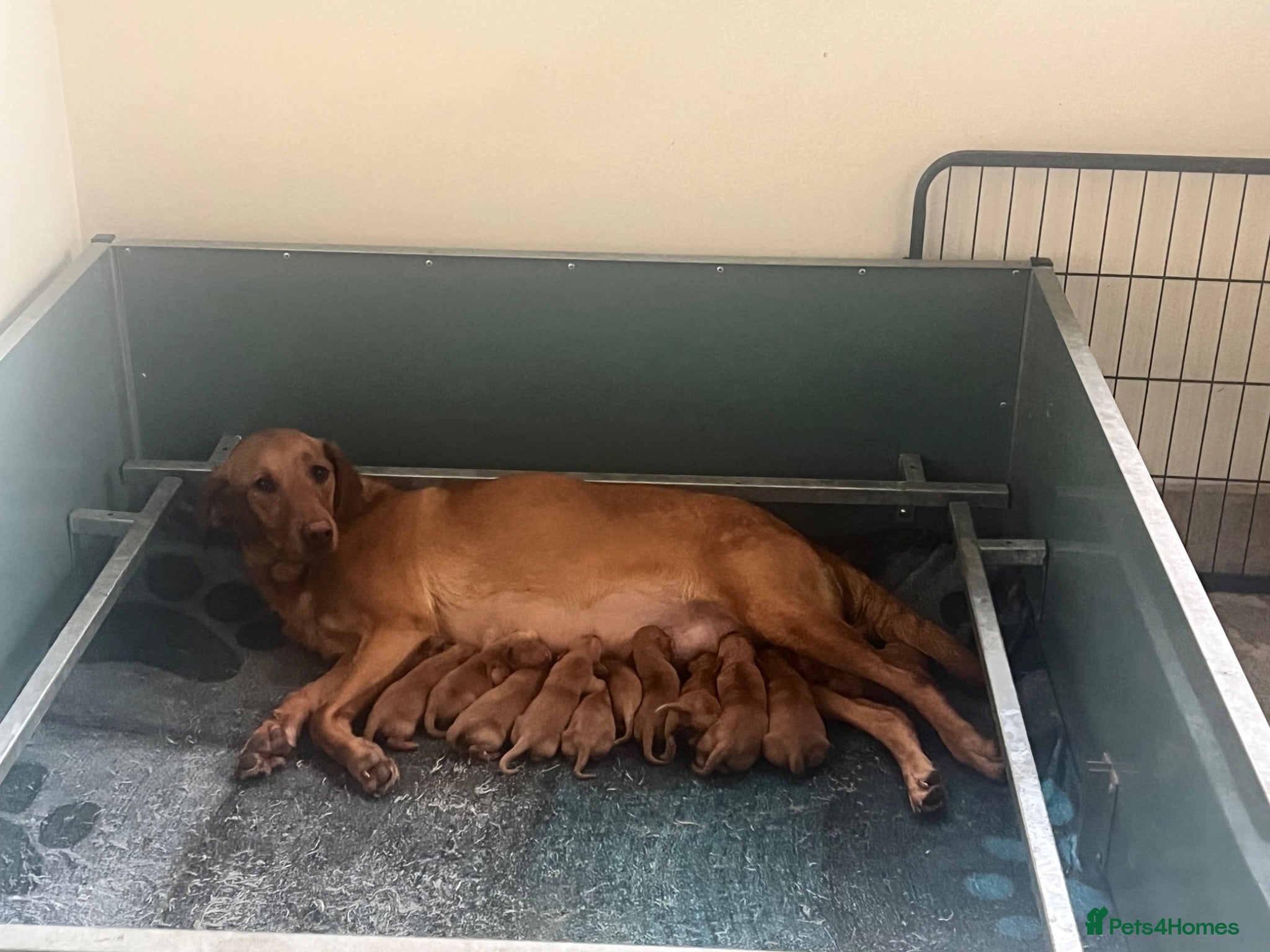 Labrador Retriever dogs DARK FOX RED KC LAB PUPS HEALTH TESTED 5* BREEDER - Advert 5