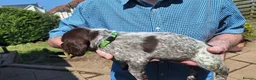 Mixed Breed dogs for sale: Lovely marked GWP / ESS puppies for sale  in Dalkeith - Advert 7