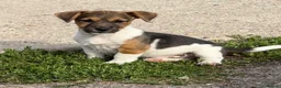 Jack Russell dogs for sale: Traditional short-legged Jack Russell puppies. - Advert 2