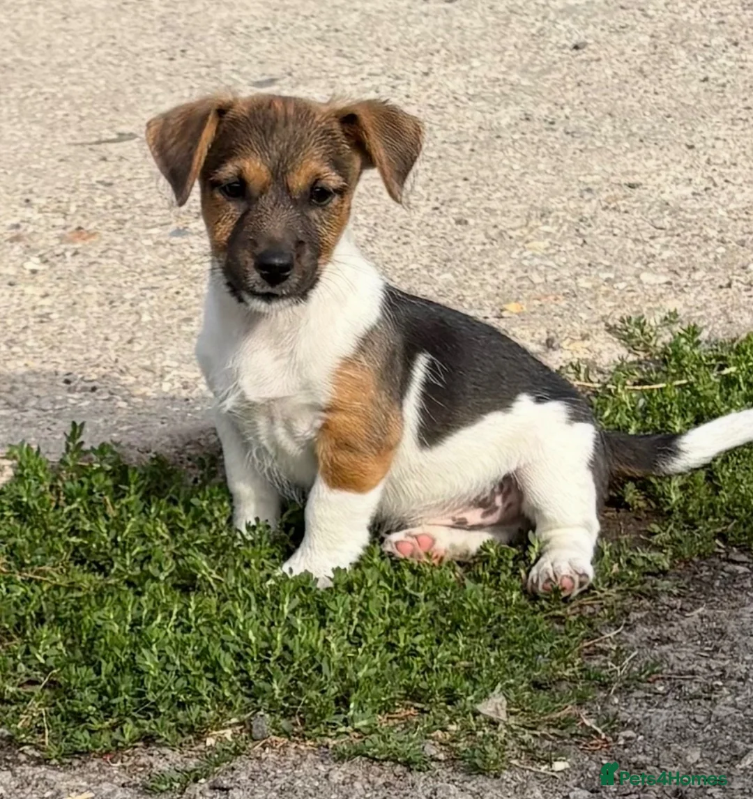Jack Russell dogs for sale: Traditional short-legged Jack Russell puppies. - Advert 2