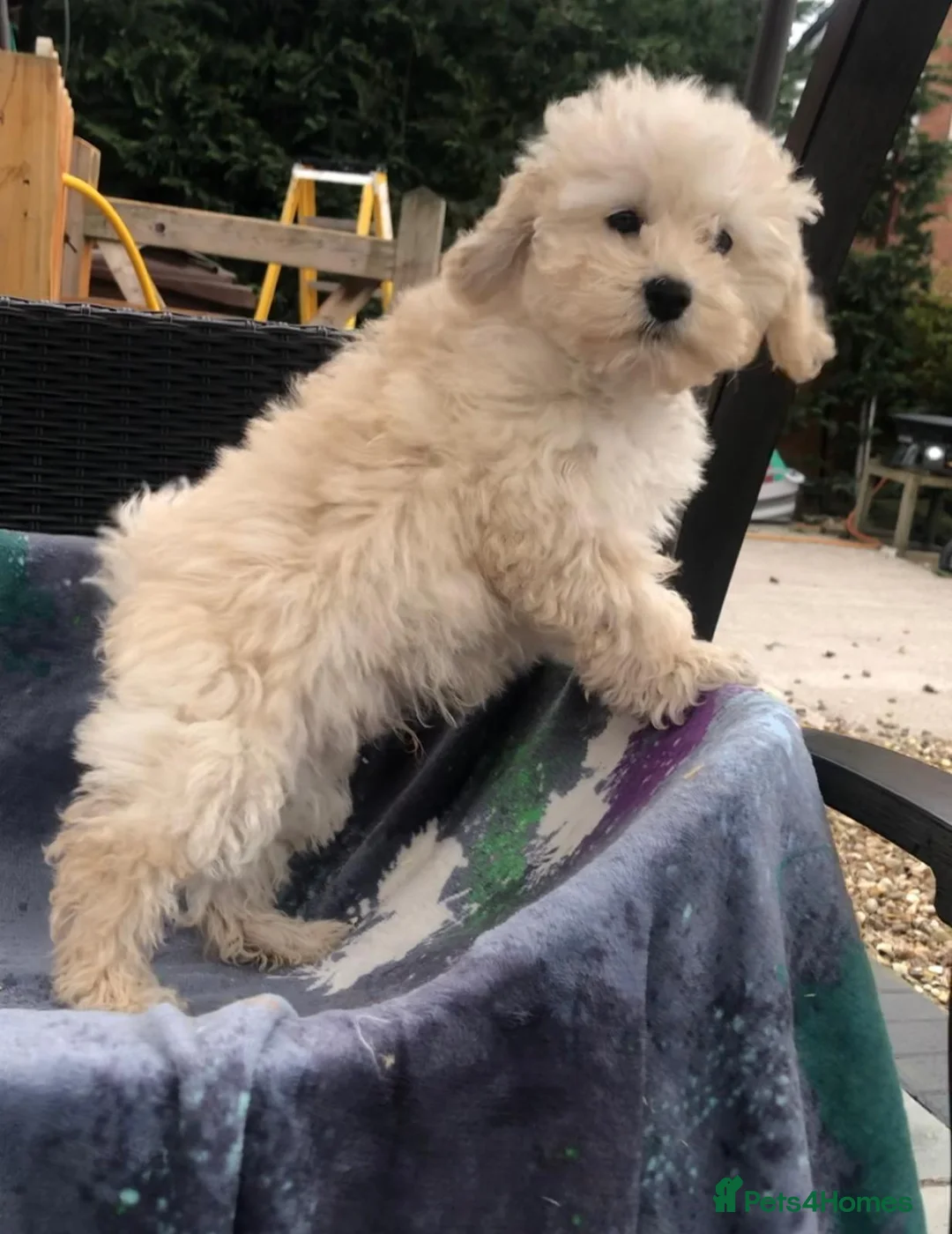 Maltipoo dogs for sale: 2 LEFT !!2X F1 CHAMPION BLOODLINE MALTIPOO PUPPYS - Advert 2