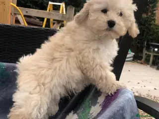 Maltipoo dogs 2 LEFT !!2X F1 CHAMPION BLOODLINE MALTIPOO PUPPYS - Advert 5