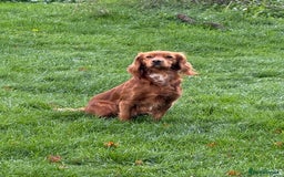 Cocker Spaniel dogs for stud: Red cocker stud - Image 4