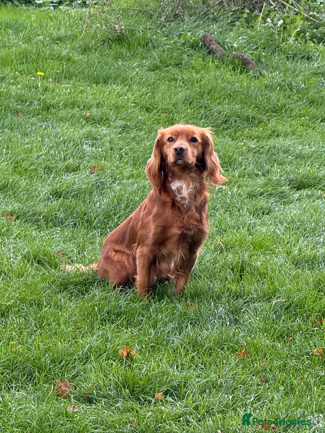 Cocker Spaniel dogs for stud: Red cocker stud - Image 4