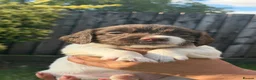 English Springer Spaniel dogs for sale: Springer Spaniel puppies for sale  - Advert 5