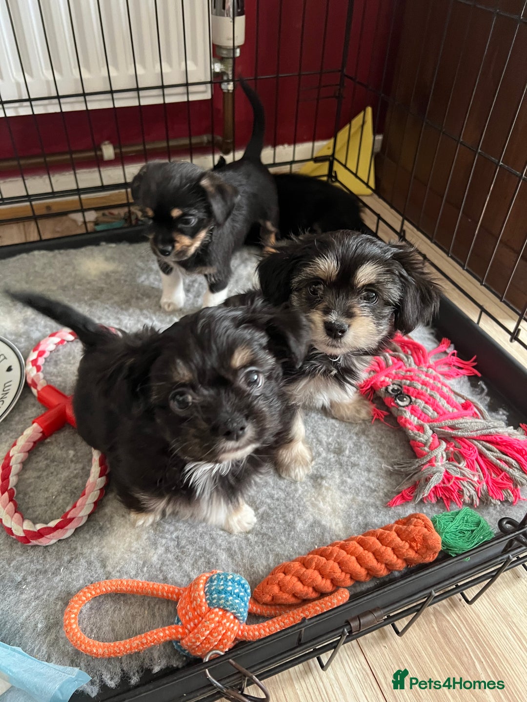 Lhasa Apso dogs for stud: KC registered PRA4 clear Lhasa apso for stud in Northampton - Image 16