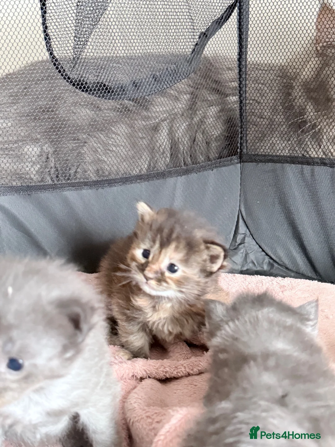 Maine Coon cats for sale: Stunning TICA active queen  - Advert 8