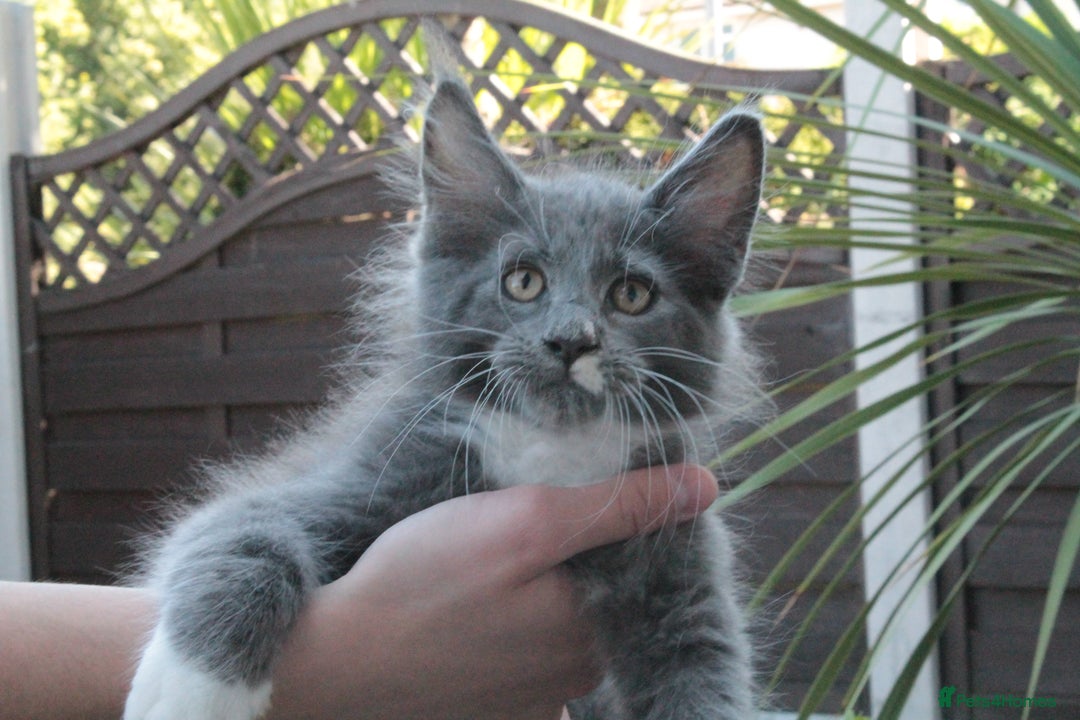 Maine Coon cats for sale: Boy 2 - Rain  - TICA Pedigree Kittens - Imported Parents - Image 14