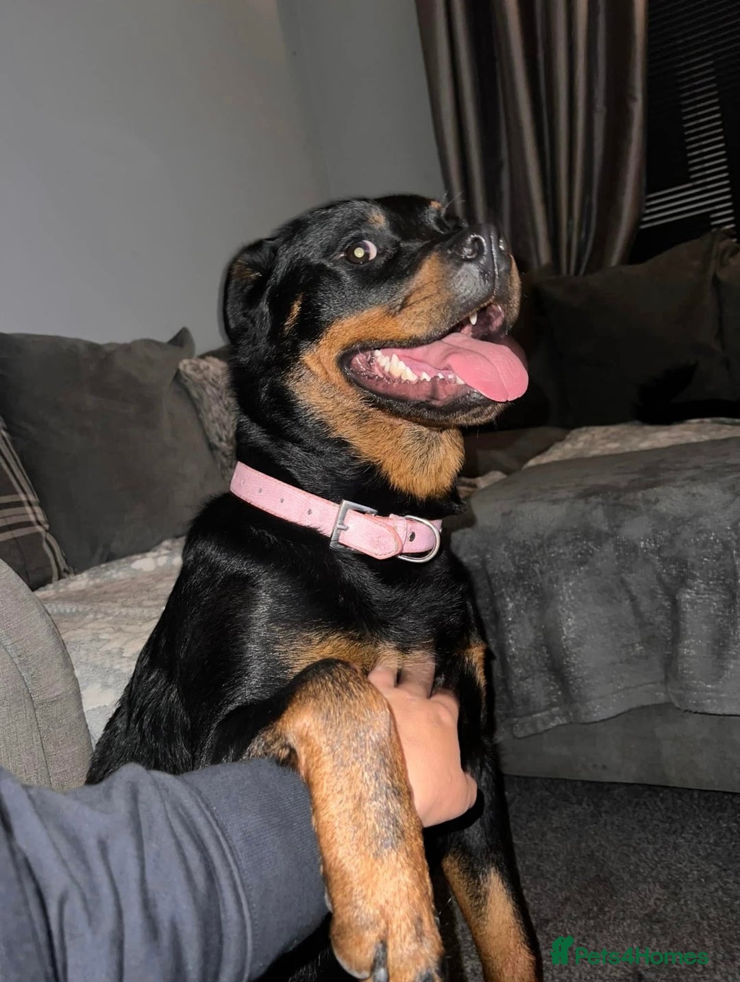 Rottweiler dogs for sale: Female Rottweiler  - Image 3