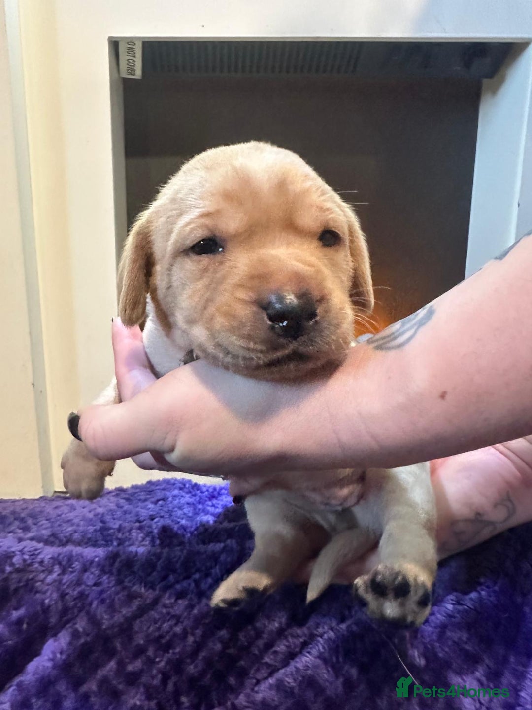 Labrador Retriever dogs for sale: Beautiful Labrador Pup - Advert 16