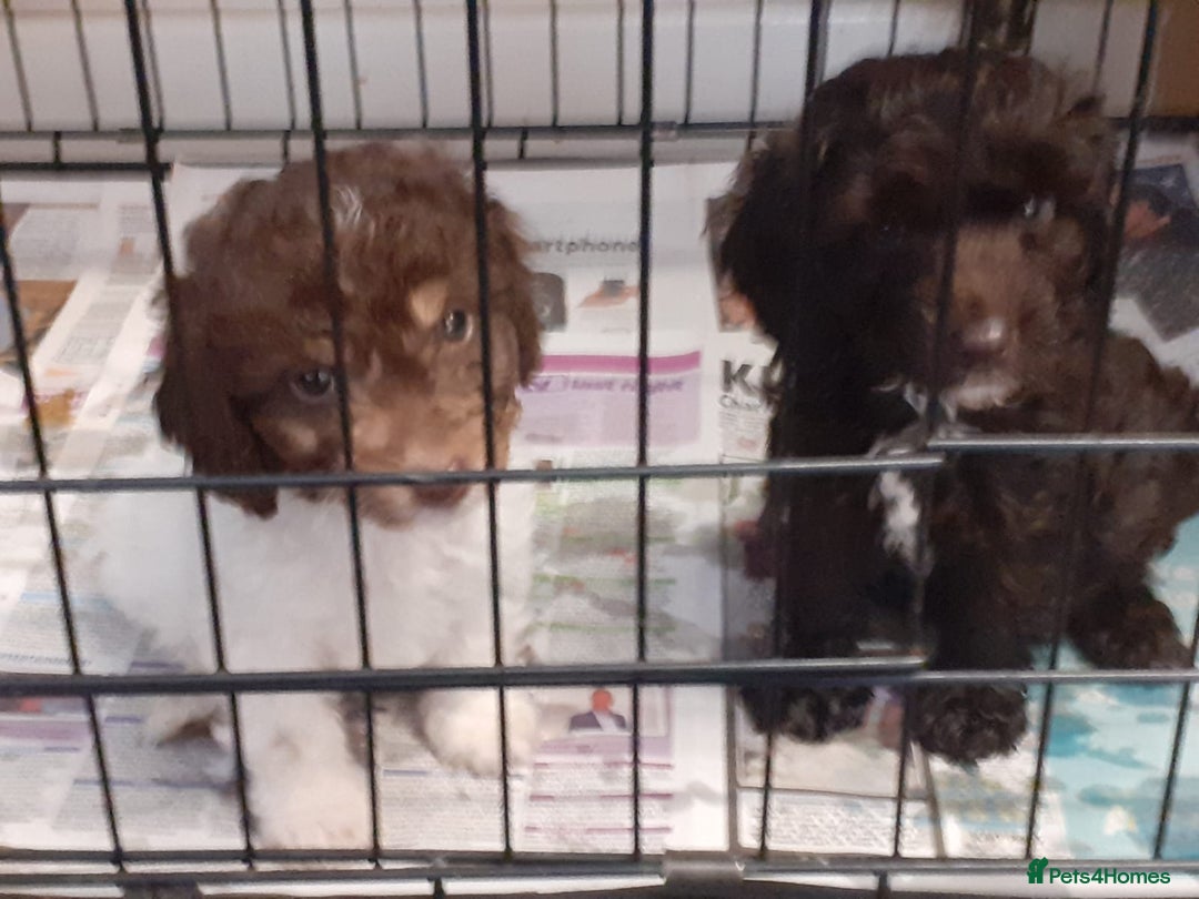 Cockapoo dogs for sale: 2 male cockapoo puppies  - Image 5