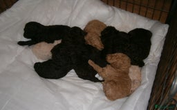 Labradoodle dogs for stud: PROVEN Healthy Labradoodle STUD - Hypoallergenic  - Image 18