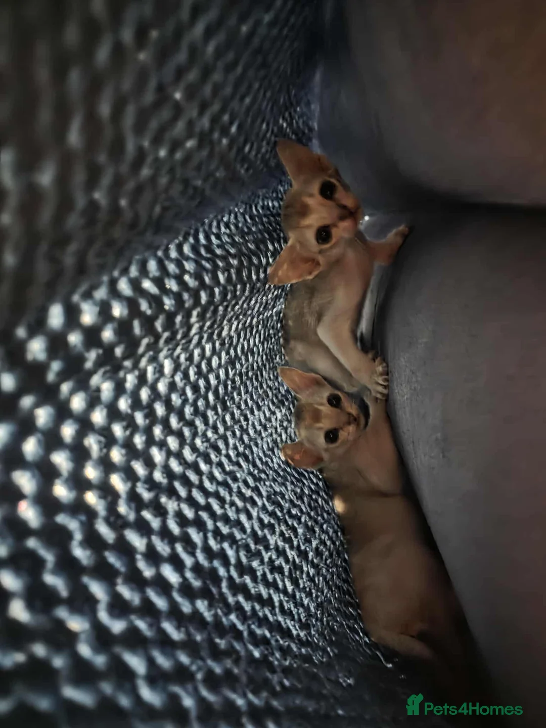 Singapura cats for sale: Stunning Singapura kittens  - Advert 15