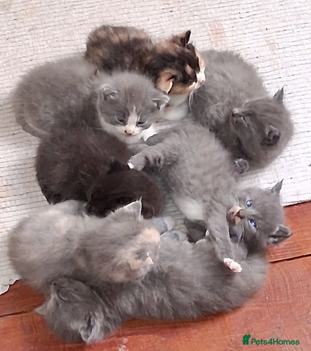 British Shorthair cats for sale: Gorgeous Fluffy Grey British Shorthaired/Long Blue - Advert 2