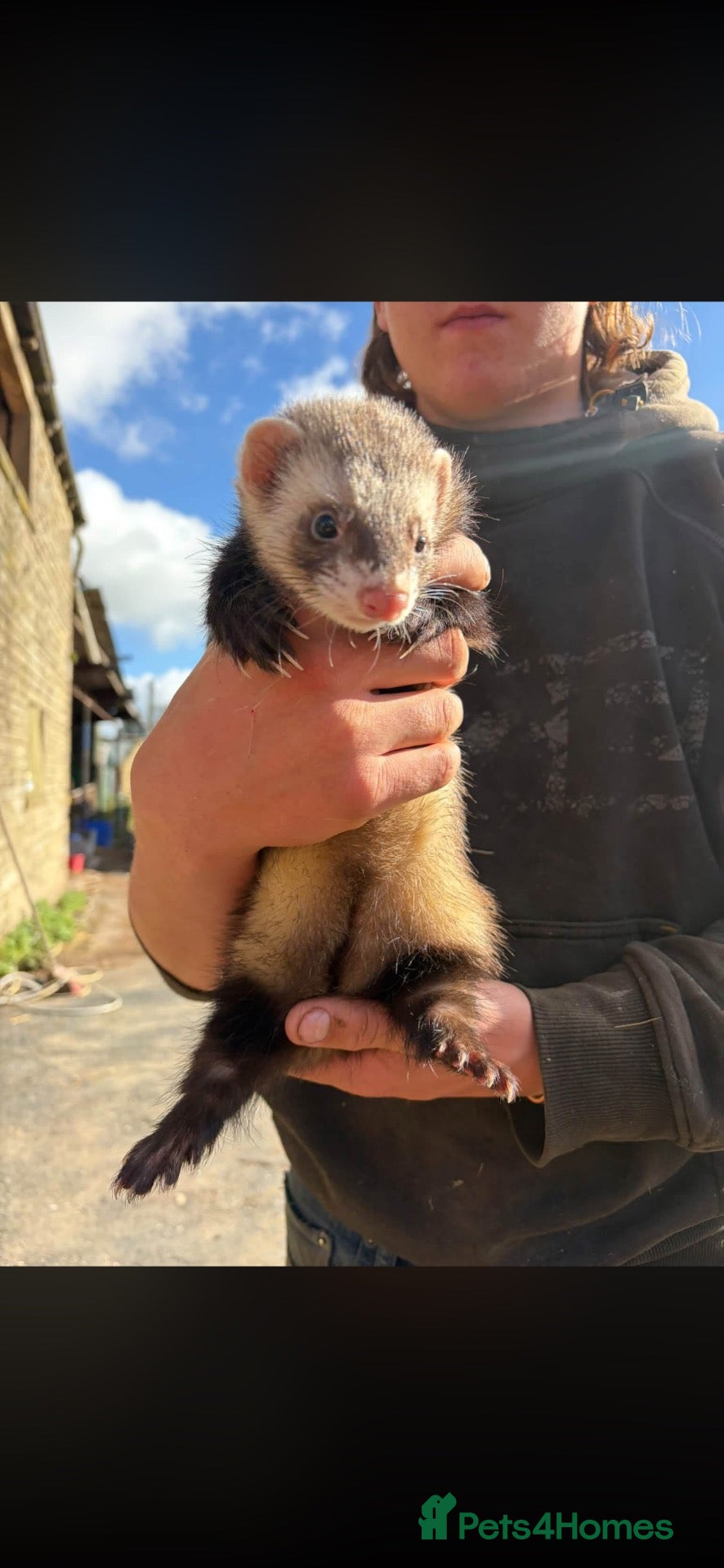 Ferret rodents 3 boys looking for new homes - Advert 2