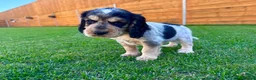 Cocker Spaniel dogs for sale: Beautiful Show CockerSpaniel Babies 🐾🐾🐾  - Advert 6
